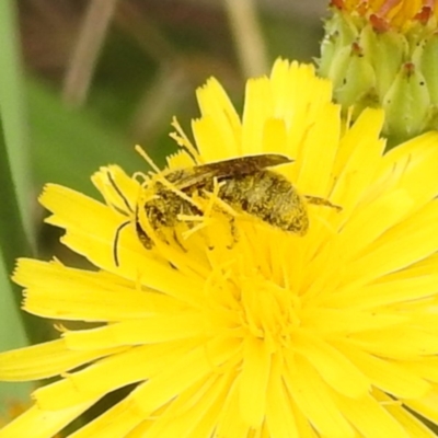 Lasioglossum (Chilalictus) sp. (genus & subgenus) (Halictid bee) at Black Mountain Peninsula (PEN) - 18 Dec 2023 by HelenCross