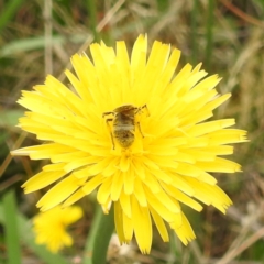 Lasioglossum (Chilalictus) sp. (genus & subgenus) at Undefined Area - 19 Dec 2023 10:03 AM