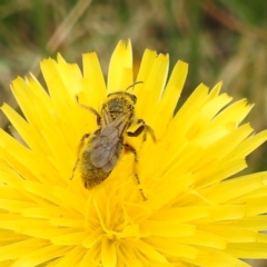 Lasioglossum (Chilalictus) sp. (genus & subgenus) at Undefined Area - 19 Dec 2023 10:03 AM