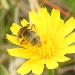 Lasioglossum (Chilalictus) sp. (genus & subgenus) at Undefined Area - 19 Dec 2023 10:03 AM