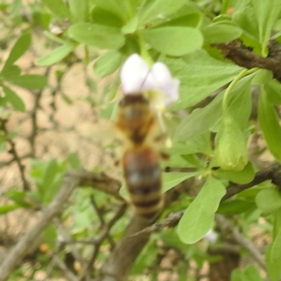 Apis mellifera (European honey bee) at Lake Burley Griffin West - 18 Dec 2023 by HelenCross