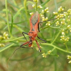 Gminatus australis (Orange assassin bug) at Lake Burley Griffin West - 18 Dec 2023 by HelenCross
