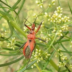 Gminatus australis at Black Mountain Peninsula (PEN) - 19 Dec 2023