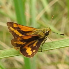 Ocybadistes walkeri (Green Grass-dart) at Lake Burley Griffin West - 19 Dec 2023 by HelenCross