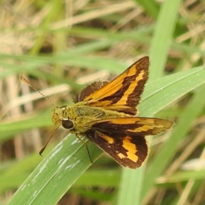 Ocybadistes walkeri at Black Mountain Peninsula (PEN) - 19 Dec 2023 10:16 AM