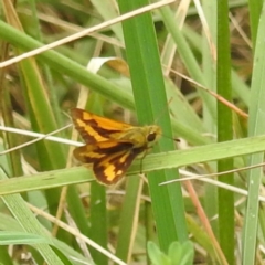 Ocybadistes walkeri at Black Mountain Peninsula (PEN) - 19 Dec 2023 10:16 AM