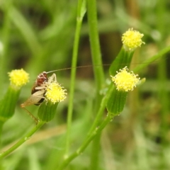 Trigonidium sp. (genus) (A Sword-tail Cricket) at Black Mountain Peninsula (PEN) - 18 Dec 2023 by HelenCross