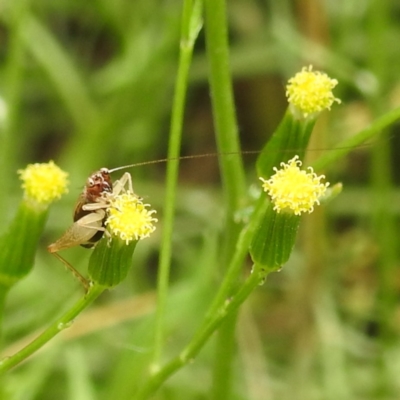 Trigonidium sp. (genus) (A Sword-tail Cricket) at Acton, ACT - 18 Dec 2023 by HelenCross