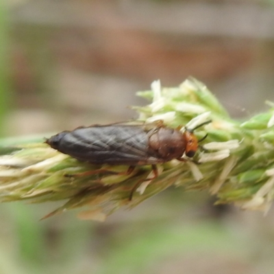 Inopus rubriceps (Sugarcane Soldier Fly) at Lake Burley Griffin West - 18 Dec 2023 by HelenCross