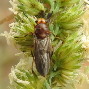 Inopus rubriceps at Black Mountain Peninsula (PEN) - 19 Dec 2023