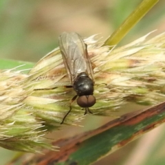 Inopus rubriceps at Black Mountain Peninsula (PEN) - 19 Dec 2023