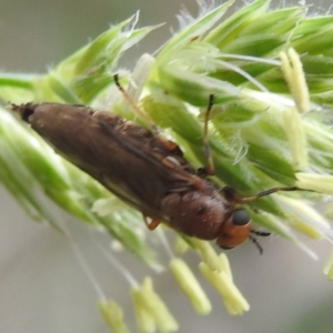 Inopus rubriceps at Black Mountain Peninsula (PEN) - 19 Dec 2023