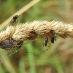 Inopus rubriceps at Black Mountain Peninsula (PEN) - 19 Dec 2023