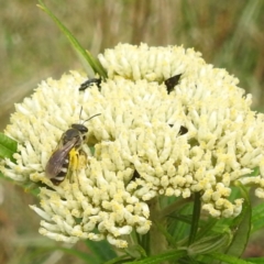 Lasioglossum (Chilalictus) sp. (genus & subgenus) (Halictid bee) at Lake Burley Griffin West - 18 Dec 2023 by HelenCross