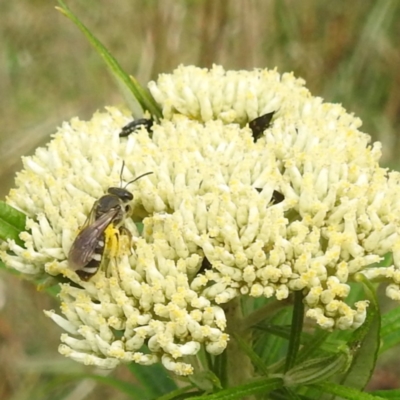 Lasioglossum (Chilalictus) sp. (genus & subgenus) (Halictid bee) at Black Mountain Peninsula (PEN) - 19 Dec 2023 by HelenCross