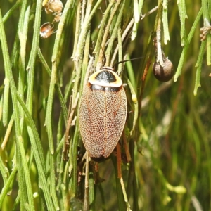 Ellipsidion australe at Black Mountain Peninsula (PEN) - 19 Dec 2023 10:39 AM