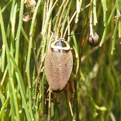 Ellipsidion australe (Austral Ellipsidion cockroach) at Black Mountain Peninsula (PEN) - 19 Dec 2023 by HelenCross