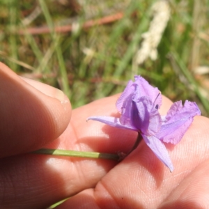 Arthropodium fimbriatum at Lions Youth Haven - Westwood Farm A.C.T. - 19 Dec 2023