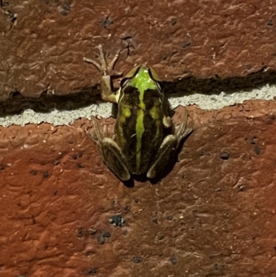 Litoria verreauxii verreauxii (Whistling Tree-frog) at Coopers Gully, NSW - 19 Dec 2023 by Elocin79