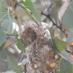 Gerygone olivacea (White-throated Gerygone) at Lions Youth Haven - Westwood Farm A.C.T. - 19 Dec 2023 by HelenCross