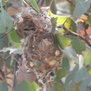 Gerygone olivacea at Lions Youth Haven - Westwood Farm A.C.T. - 19 Dec 2023 01:16 PM