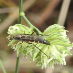 Taenogerella elizabethae at Lake Burley Griffin West - 18 Dec 2023 by HelenCross