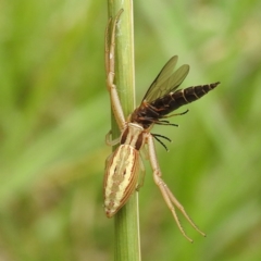 Runcinia acuminata (Pointy Crab Spider) at Black Mountain Peninsula (PEN) - 18 Dec 2023 by HelenCross