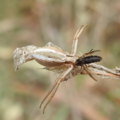 Runcinia acuminata at Black Mountain Peninsula (PEN) - 19 Dec 2023