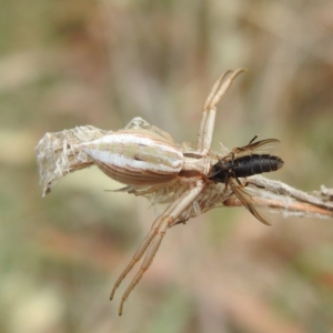 Runcinia acuminata at Black Mountain Peninsula (PEN) - 19 Dec 2023