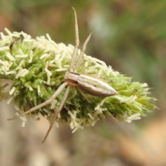 Runcinia acuminata at Black Mountain Peninsula (PEN) - 19 Dec 2023 10:32 AM