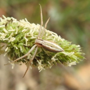 Runcinia acuminata at Black Mountain Peninsula (PEN) - 19 Dec 2023