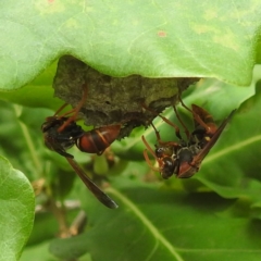 Polistes (Polistella) humilis (Common Paper Wasp) at Acton, ACT - 18 Dec 2023 by HelenCross
