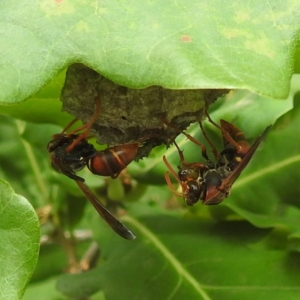 Polistes (Polistella) humilis at Undefined Area - 19 Dec 2023 10:20 AM