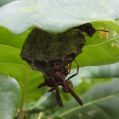 Polistes (Polistella) humilis at Undefined Area - 19 Dec 2023 10:20 AM