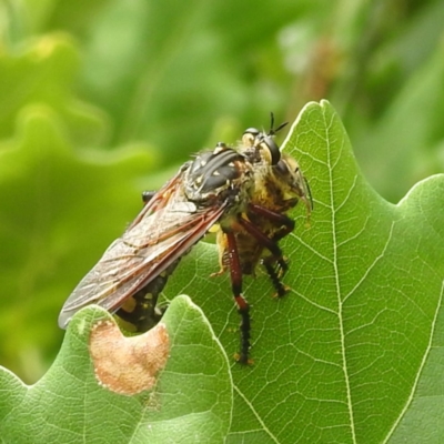 Chrysopogon muelleri (Robber fly) at Black Mountain Peninsula (PEN) - 18 Dec 2023 by HelenCross