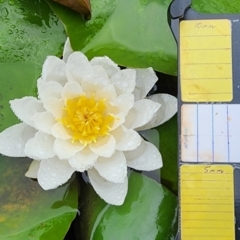 Nymphaea alba (Waterlily) at Parkes, ACT - 20 Dec 2023 by Steve818