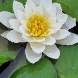 Nymphaea alba at City Renewal Authority Area - 20 Dec 2023