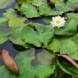 Nymphaea alba at City Renewal Authority Area - 20 Dec 2023