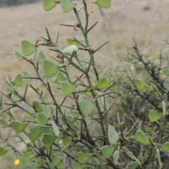 Daviesia genistifolia (Broom Bitter Pea) at Bonner, ACT - 4 Nov 2023 by MichaelBedingfield