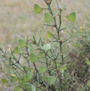 Daviesia genistifolia at Bonner, ACT - 4 Nov 2023 01:18 PM