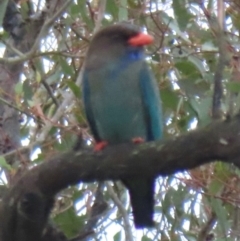 Eurystomus orientalis (Dollarbird) at Symonston, ACT - 19 Dec 2023 by RobParnell