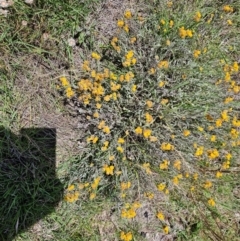 Chrysocephalum apiculatum (Common Everlasting) at Taylor, ACT - 14 Dec 2023 by Jiggy