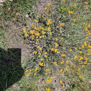 Chrysocephalum apiculatum at Taylor, ACT - 14 Dec 2023