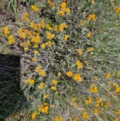 Chrysocephalum apiculatum at Taylor, ACT - 14 Dec 2023