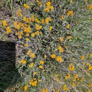 Chrysocephalum apiculatum at Taylor, ACT - 14 Dec 2023