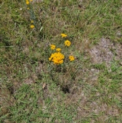 Chrysocephalum apiculatum at Taylor, ACT - 14 Dec 2023