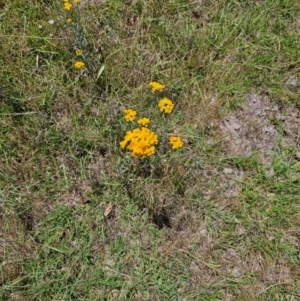 Chrysocephalum apiculatum at Taylor, ACT - 14 Dec 2023