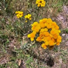 Chrysocephalum apiculatum at Taylor, ACT - 14 Dec 2023