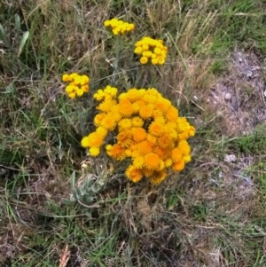 Chrysocephalum apiculatum at Taylor, ACT - 14 Dec 2023