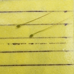 Nassella trichotoma at Campbell Park Woodland - 20 Dec 2023